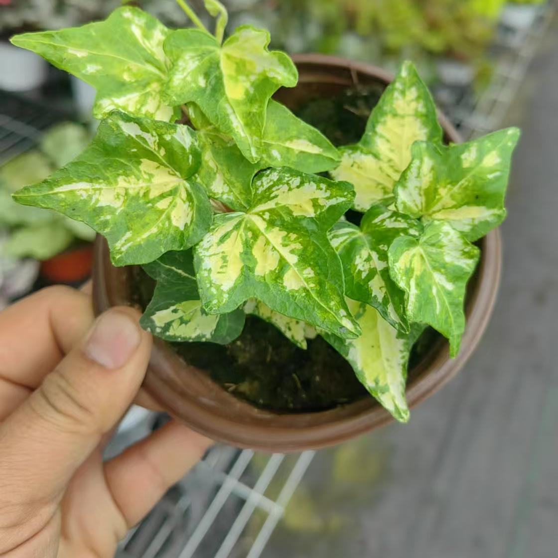 炼金术秋海棠蟆叶类阳台室外室内客厅桌面绿植盆栽观叶赏花植物