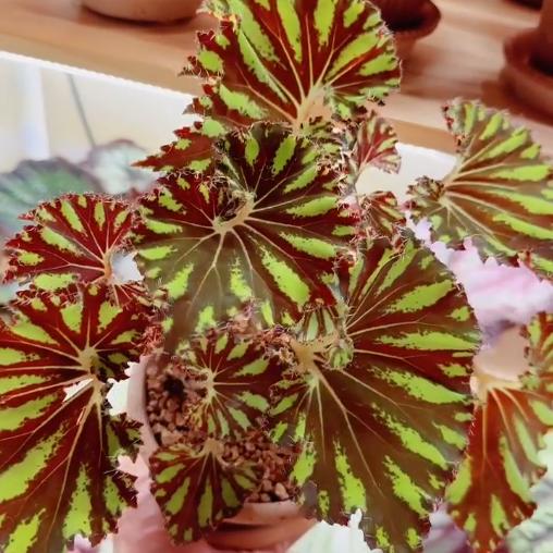 孔雀秋海棠蟆叶类  室内网红盆栽丝型福寿植物鸟观叶赏花盆栽花卉