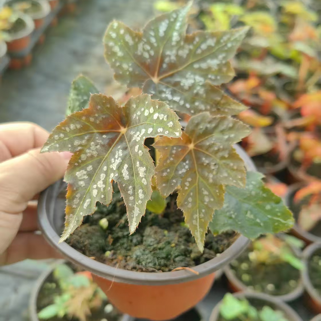 枫雪秋海棠竹节类阳台室外室内客厅桌面绿植盆栽观叶赏花植物