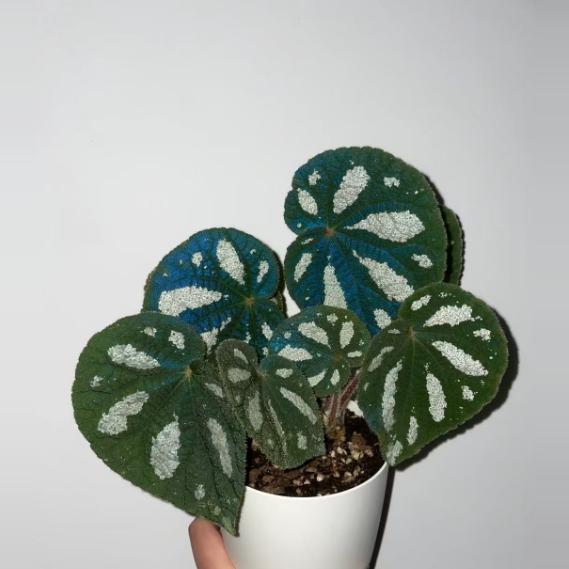 越南丝型秋海棠蟆叶室内网红盆栽丝型福寿植物鸟观叶赏花盆栽花卉