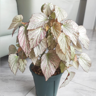 双面丽人蟆叶秋海棠室内网红盆栽龙川萤火银伊度观叶赏花盆栽花卉