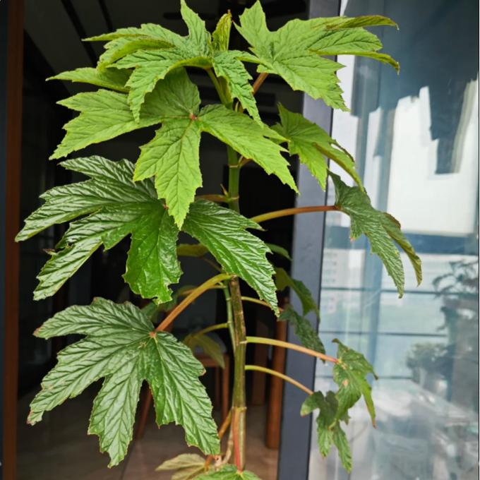U444秋海棠盆栽  竹节类  鳟鱼室内彩叶芋海芋海棠花观叶水培植物
