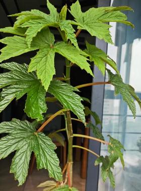 U444秋海棠盆栽  竹节类  鳟鱼室内彩叶芋海芋海棠花观叶水培植物