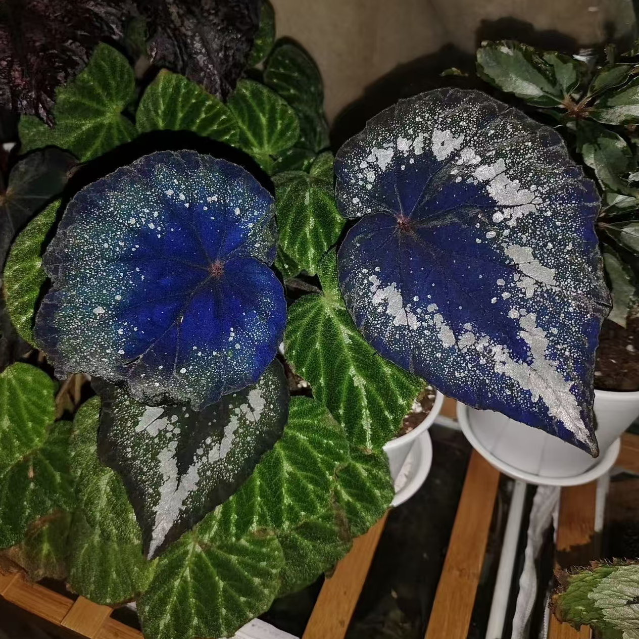 蓝色多瑙河秋海棠蟆叶网红盆栽丝型福寿植物鸟观叶赏花盆栽花卉