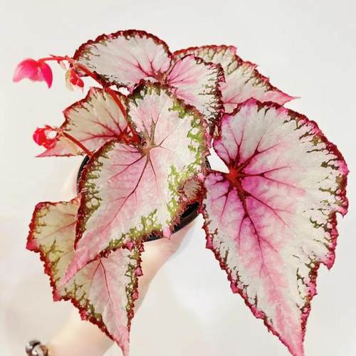 二月蟆叶秋海棠  网红盆栽火烈鸟高端观叶植物蓝孔雀DS系列蓝孔雀