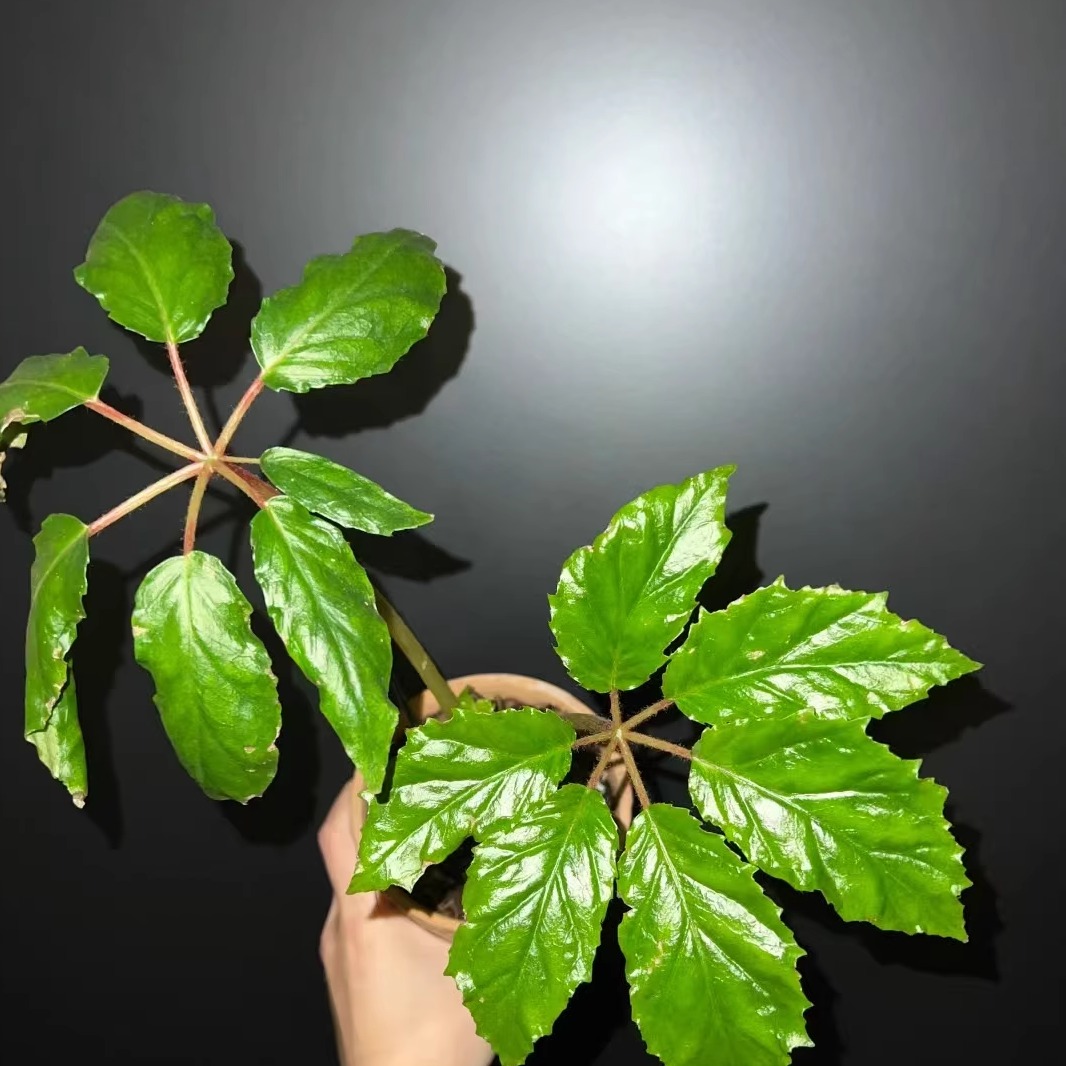 卡洛琳秋海棠蟆叶类阳台室外室内客厅桌面绿植盆栽观叶赏花植物