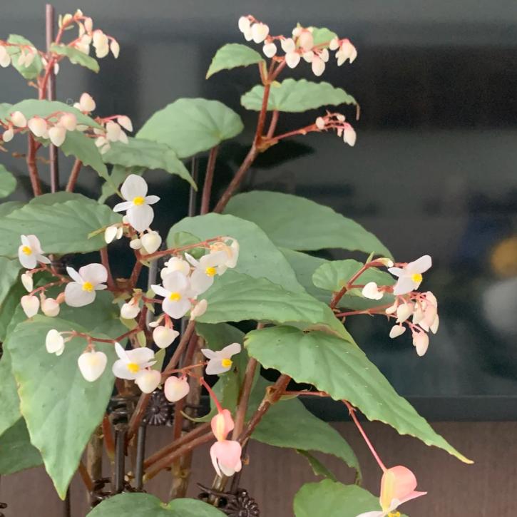 博伊斯秋海棠竹节类阳台室外室内客厅桌面绿植盆栽观叶赏花植物彩