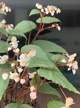 博伊斯秋海棠竹节类阳台室外室内客厅桌面绿植盆栽观叶赏花植物彩