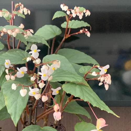 博伊斯秋海棠竹节类阳台室外室内客厅桌面绿植盆栽观叶赏花植物彩
