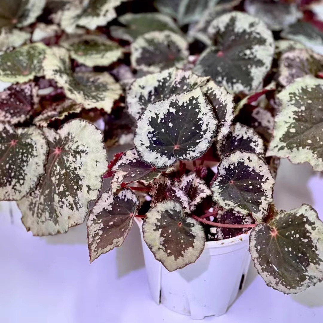 巧克力奶昔秋海棠蟆叶类阳台室外室内客厅绿植盆栽观叶赏花植物