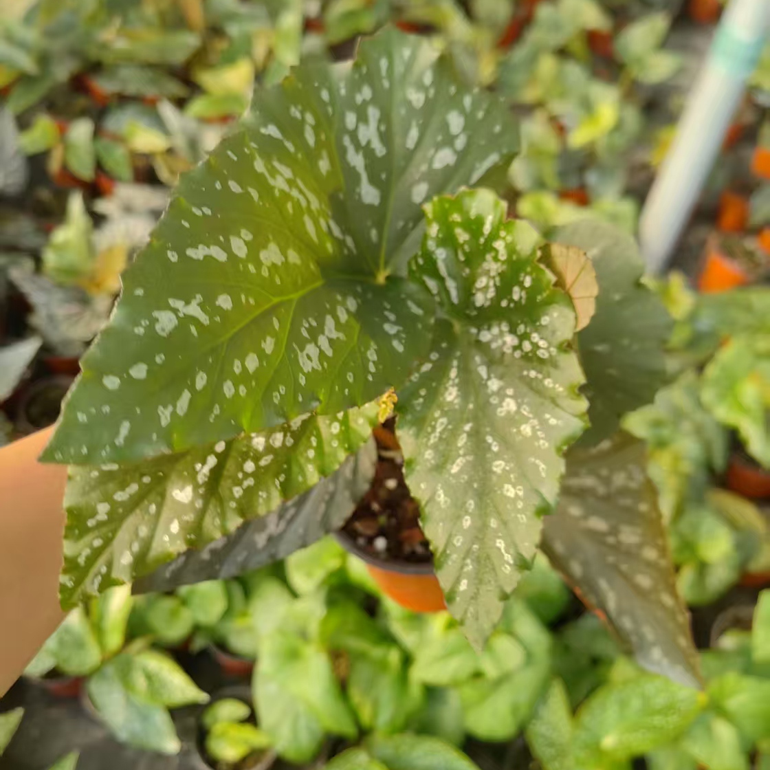 昆仑秋海棠竹节类阳台室外室内客厅桌面绿植盆栽观叶赏花植物