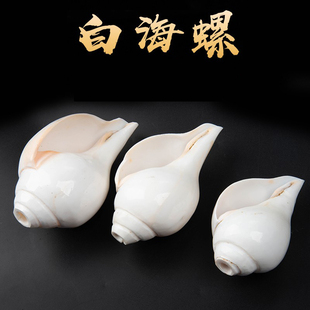 尼泊尔海螺佛家左旋右旋天然白海螺密宗法器摆件八供用品可吹响