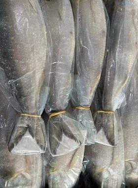 鲥鱼新鲜活冻鱼宴席特色菜酒店蒸鲥鱼商用整件优惠批发