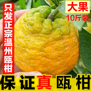 新鲜瓯柑温州正宗特产鸥柑苦柑苦橘苦桔欧柑送礼佳品大果10斤5斤