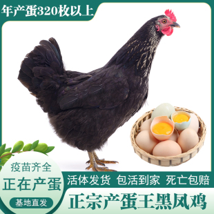 土鸡农家散养产蛋王鸡黑凤鸡下蛋鸡活鸡包活到家粉绿壳蛋鸡母鸡