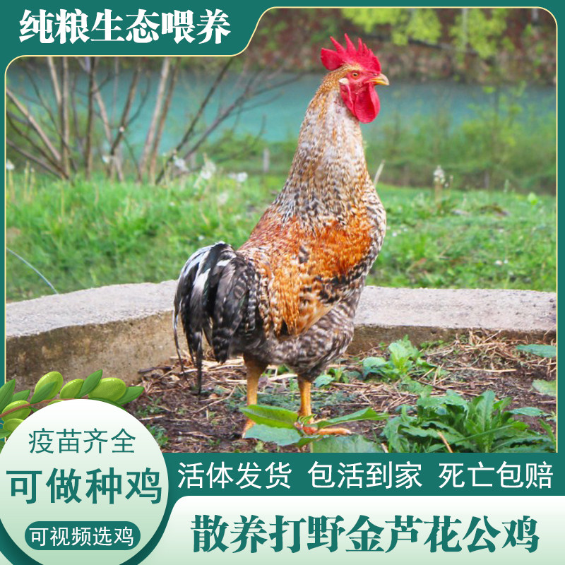 打野金芦花大公鸡种鸡土鸡农家散养走地鸡柴鸡笨鸡活鸡包活到家,水产肉类/新鲜蔬果/熟食,整鸡/整鸡制品,淘宝优惠券,粉丝福利购,淘宝优惠卷
