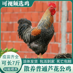 农家散养成年汶上黑金芦花大公鸡大种芦花鸡活鸡包活到家走地鸡
