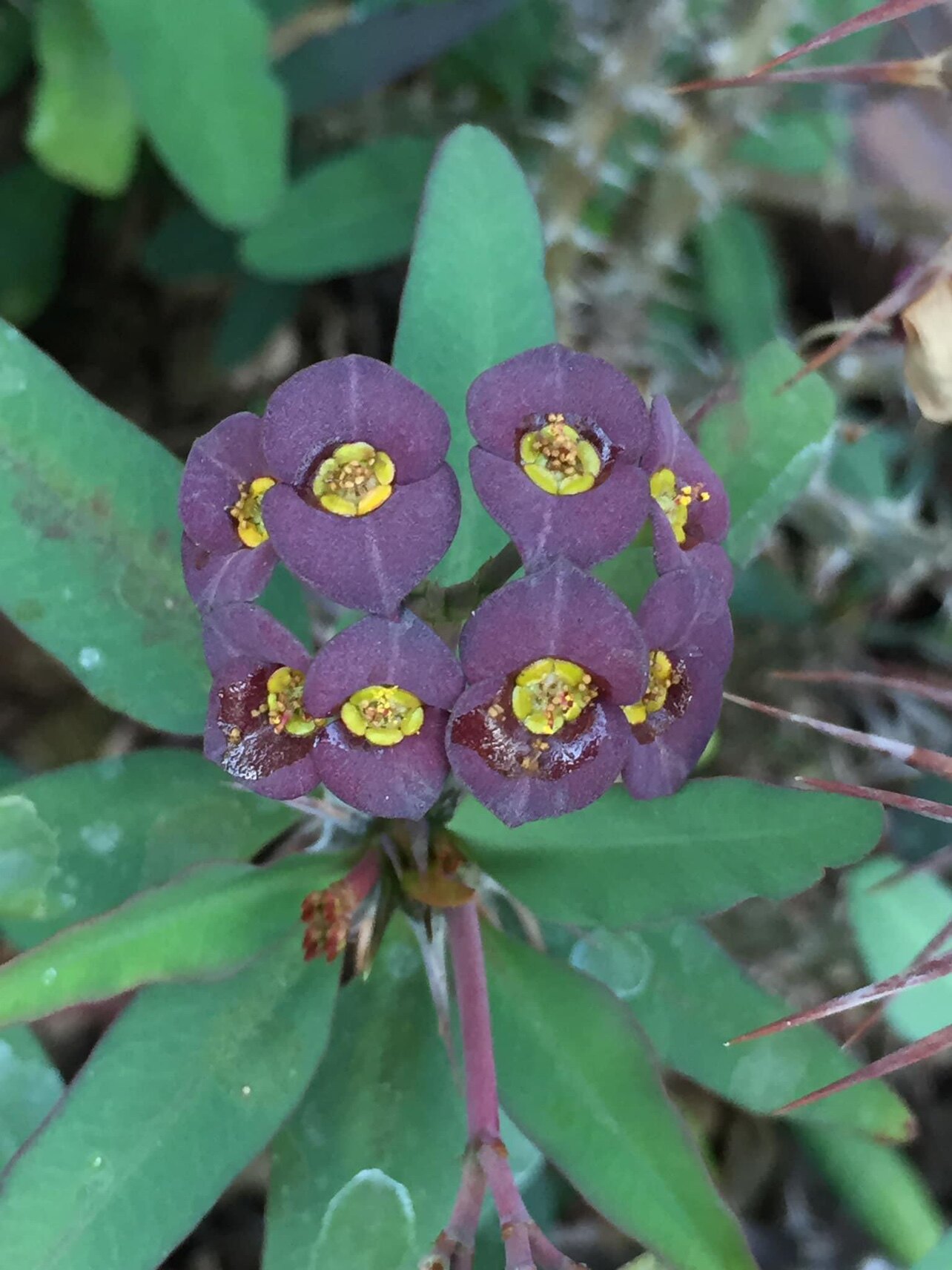美花大戟黑花泰国虎刺梅绣球大戟黑色花