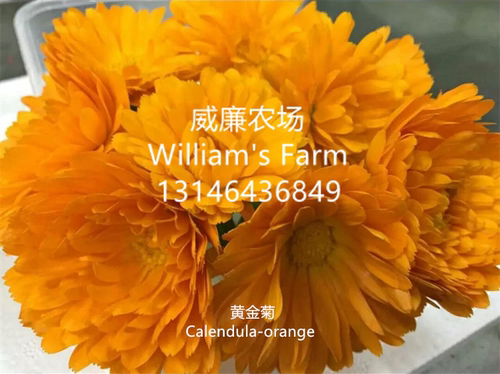 Calendula-orange黄金菊 菊花 新鲜花朵 餐饮装饰 12pcs/box