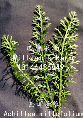 西洋蓍草 摆盘装饰 Common Yarrow   20pc/box