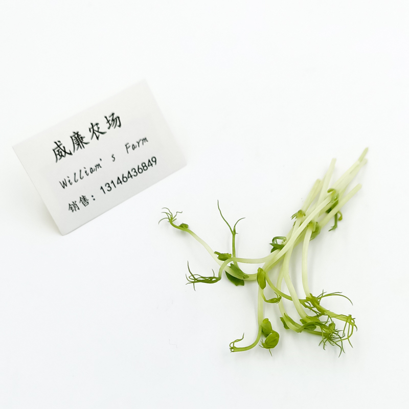 豌豆苗 微型苗 餐盘装饰 新鲜 Pea sprouts 50g/box  提前一天订 水产肉类/新鲜蔬果/熟食 其它 原图主图