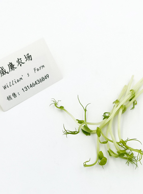豌豆苗 微型苗 餐盘装饰 新鲜 Pea sprouts 50g/box  提前一天订
