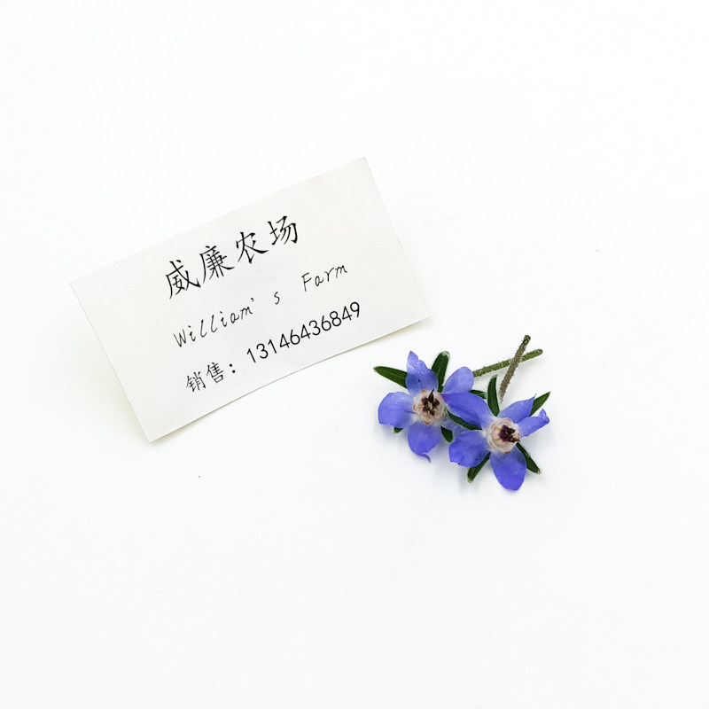 borage兰心花 琉璃苣 新鲜花朵  餐盘 装饰  新鲜 50pcs/盒