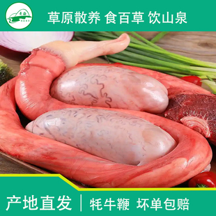 【溜达羊】青海牦牛鞭 新鲜屠宰整根多肉多筋牛蛋无调理牛三宝