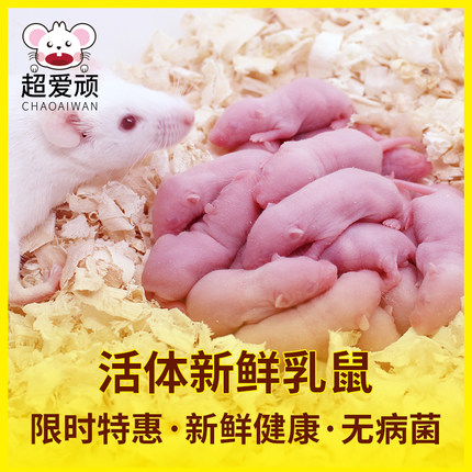 活体小白鼠乳鼠开口料红皮无菌爬宠猪鼻玉米粮饲料猫粮包邮