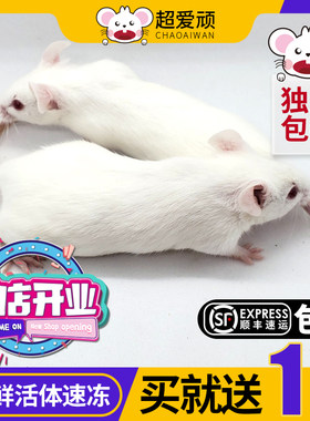 冷冻无菌小白鼠成体亚成爬宠玉米蛇食物饲料包邮独立包装新鲜
