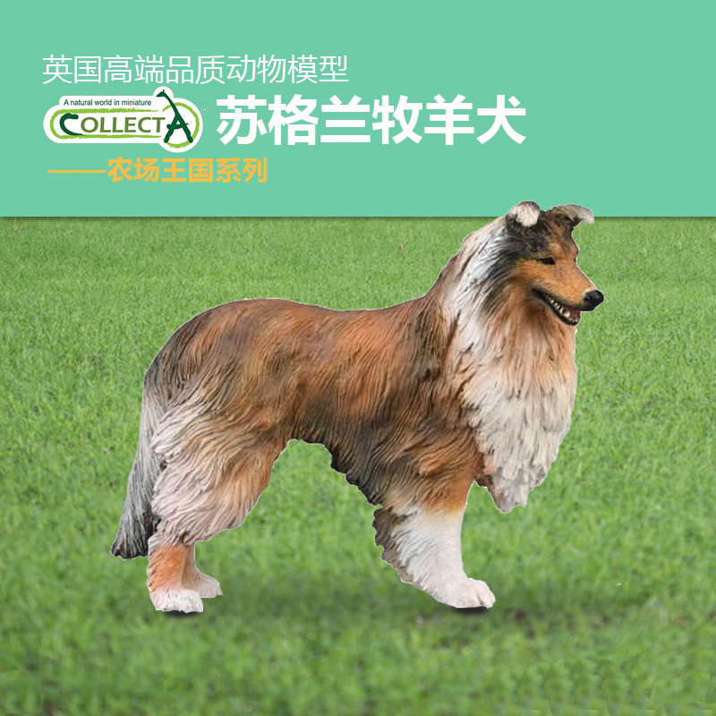 我你他宠物狗狗苏格兰牧羊犬
