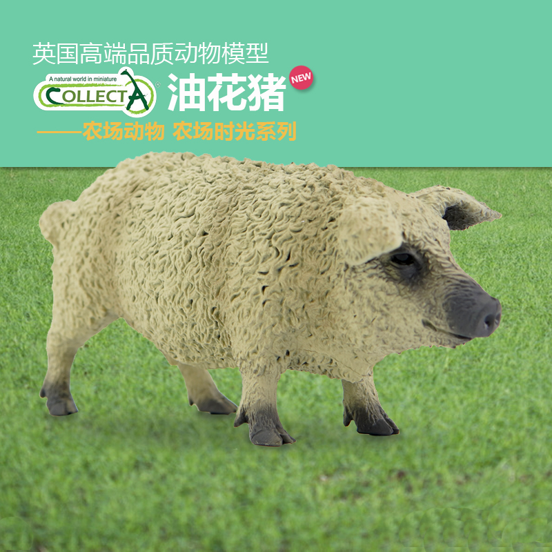 动物认知英国我你他油花猪