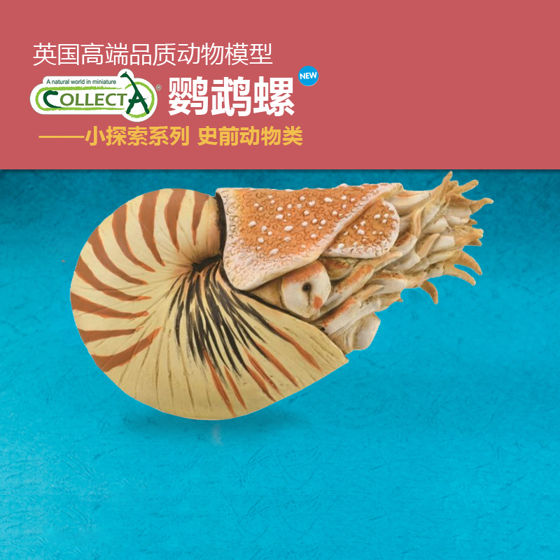 鹦鹉螺模型Collecta动物认知模型