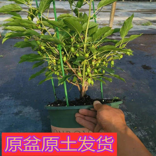 软枣猕猴桃苗带花带果发货盆栽
