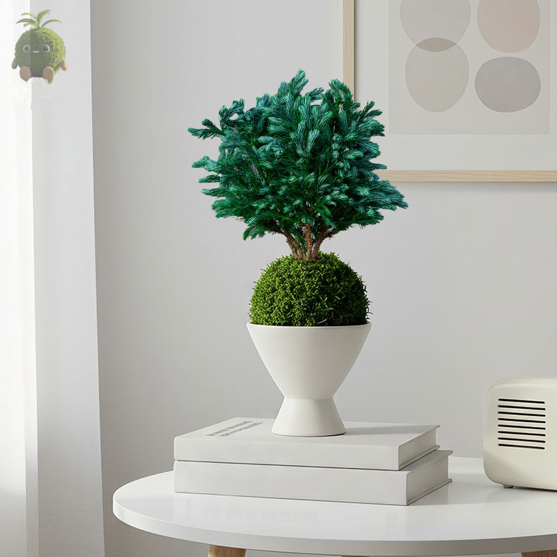 蓝松绿植盆栽室内桌面植物