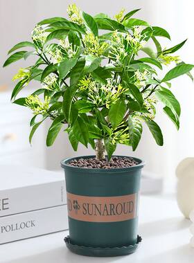 夜来香盆栽开花浓香驱蚊植物