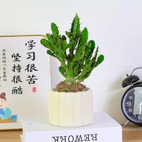 千手观音仙人掌多肉耐热耐旱盆栽