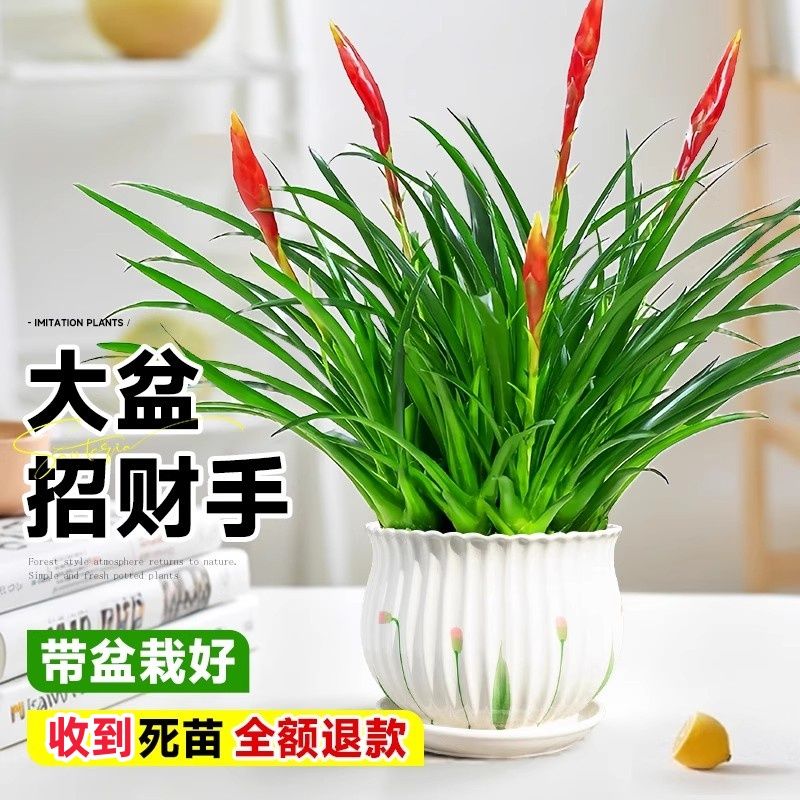 小辣椒招财手盆栽四季开花好养