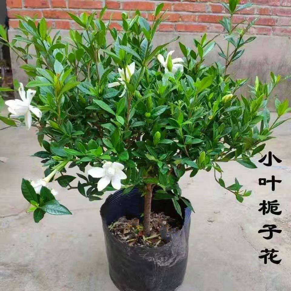 独杆小叶栀子花盆栽带花苞