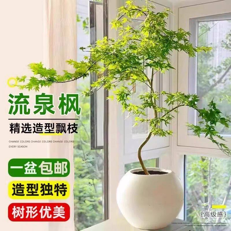 黄金流泉枫造型盆栽室内好养