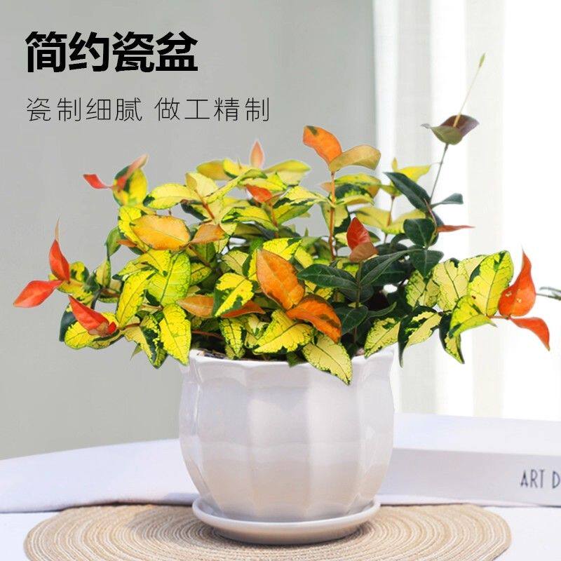 黄金络石花叶络石爬藤阳台植物