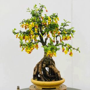 可食用黄金雀盆栽树苗南雀北雀花老桩新鲜盆栽金雀梅锦鸡儿阳雀花