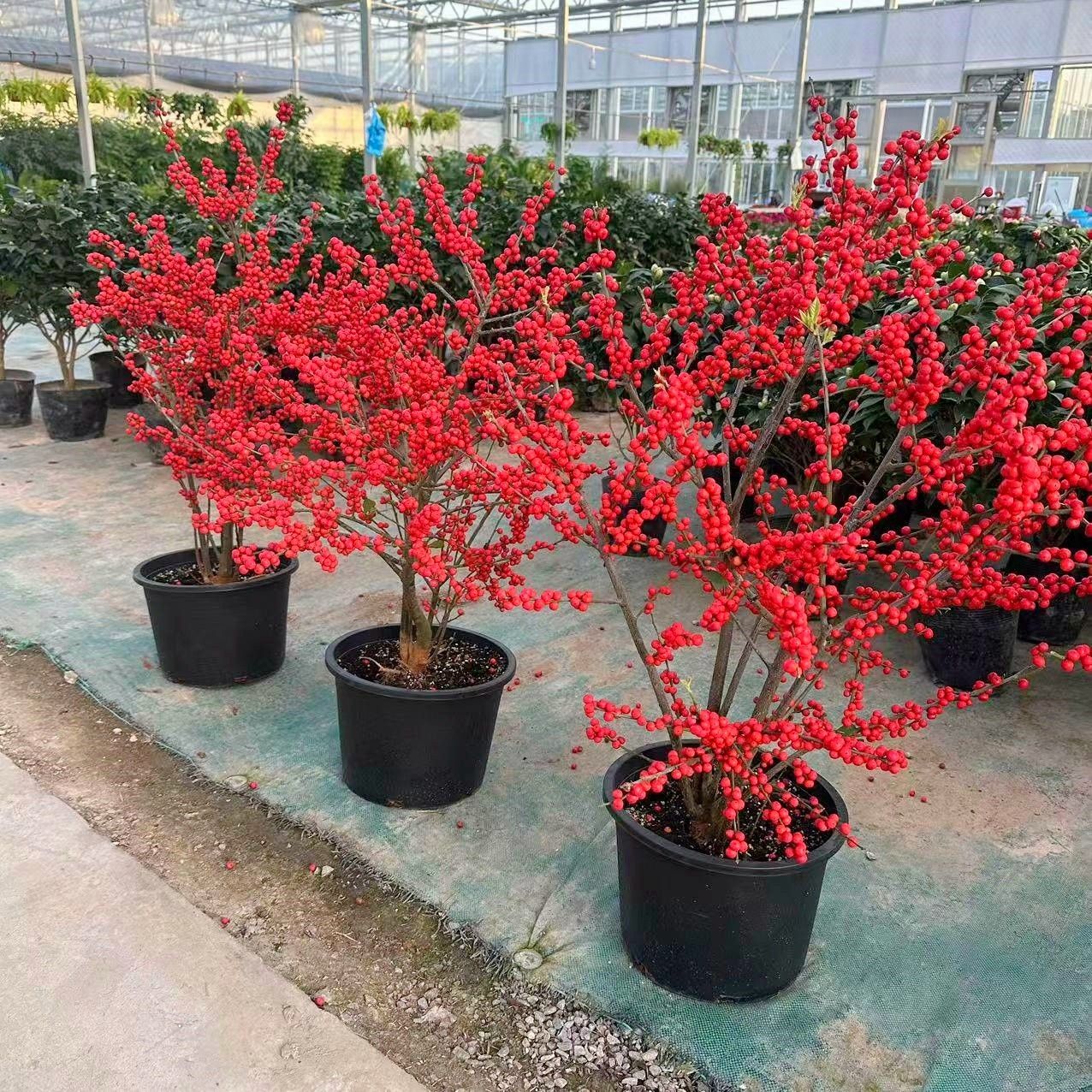 北美冬青树盆栽冬红果年宵花卉