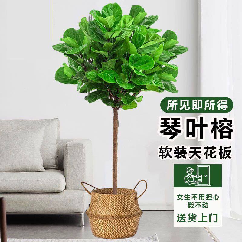 琴叶榕大型北欧室内盆栽客厅植物