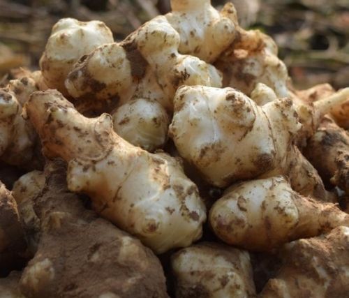 可种植脆甜洋姜果实可腌制果实