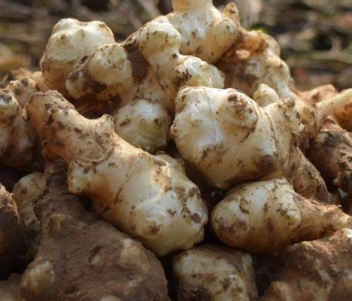 可种植脆甜洋姜果实可腌制果实