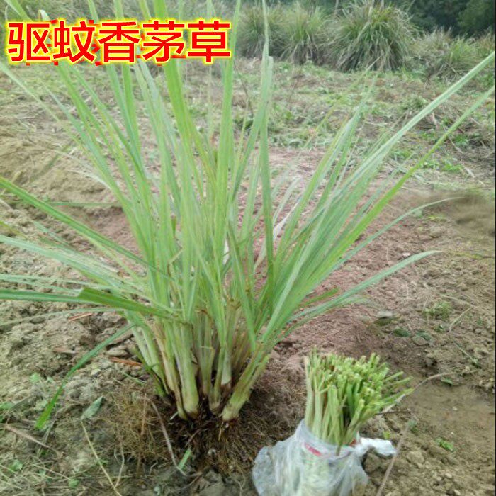台湾香茅草 康尔馨驱蚊柠檬香毛草 提神香草茶香茅草带根种苗降高