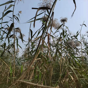 现挖新鲜芦苇根水塘河边种植水生植物种苗中药材可泡水喝苇子根