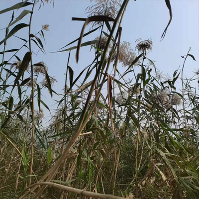 现挖新鲜芦苇水塘河边种植