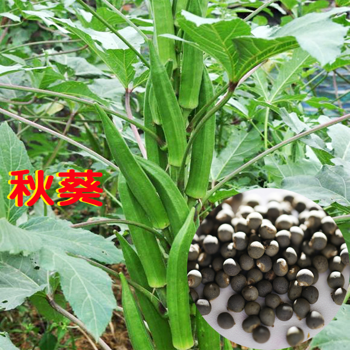 黄秋葵红秋葵新季种子可种植可食用蔬菜羊角豆庭院种植新鲜种